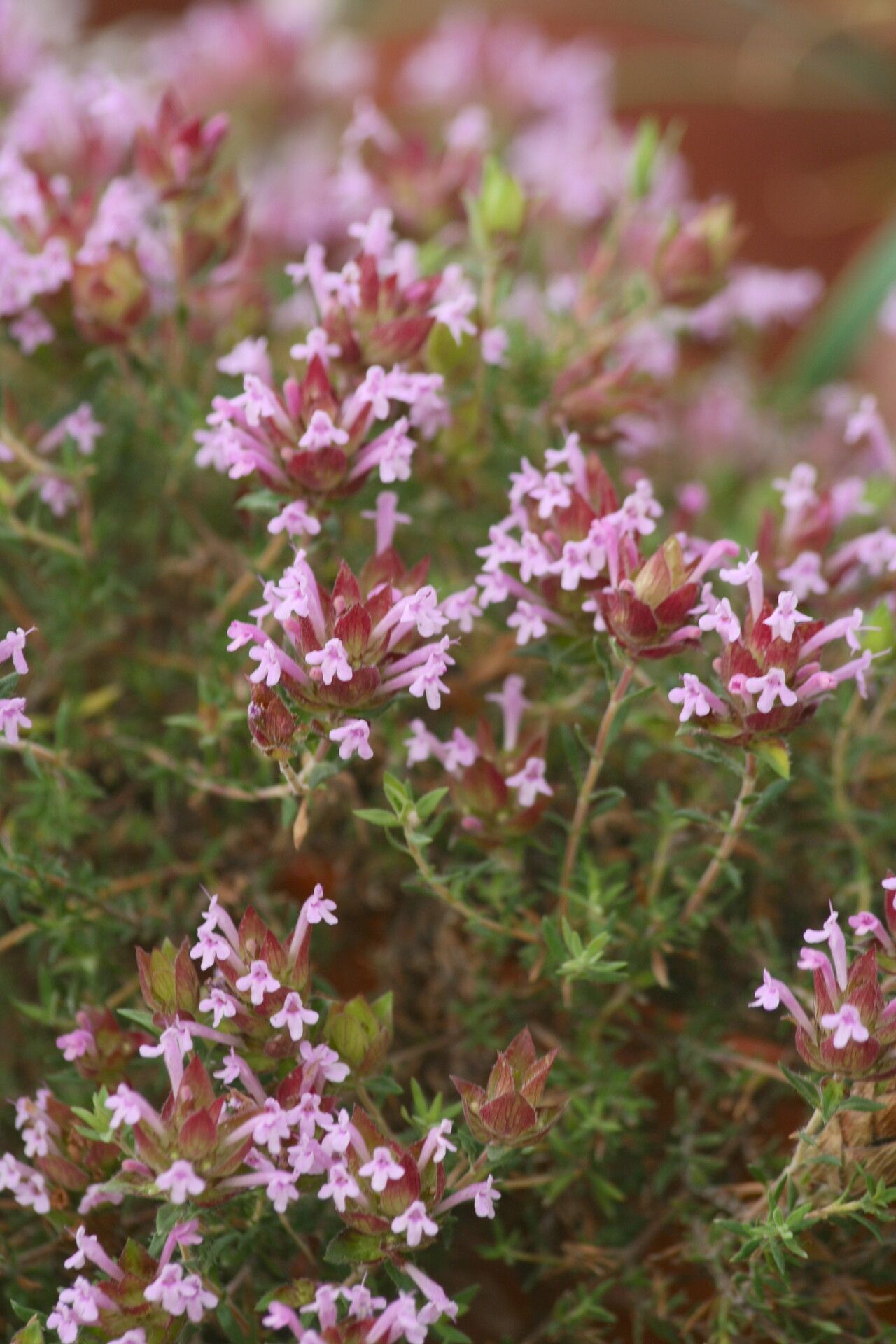 Thymus moroderi flower