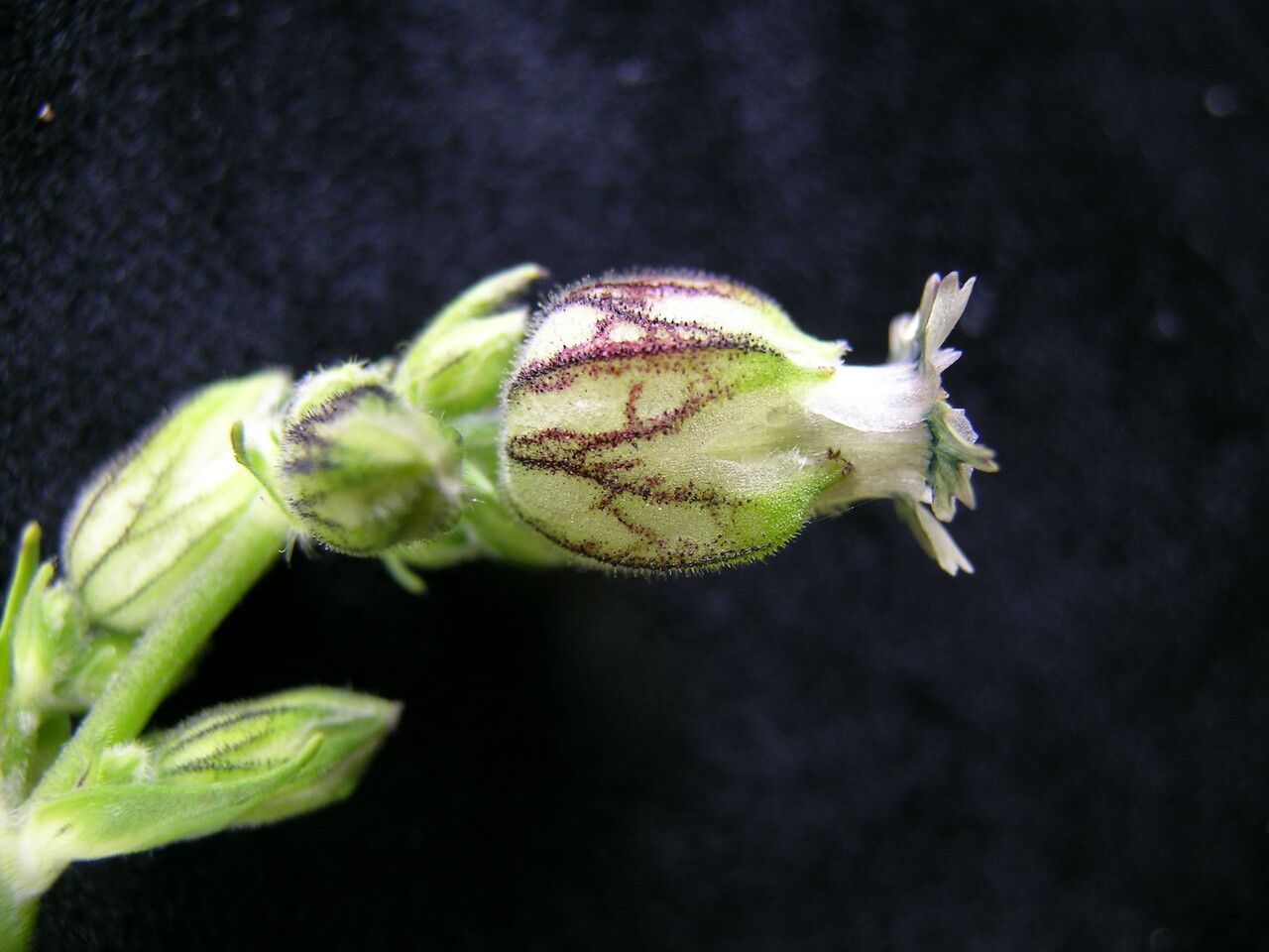 Silene khasiana — houseplant care guide