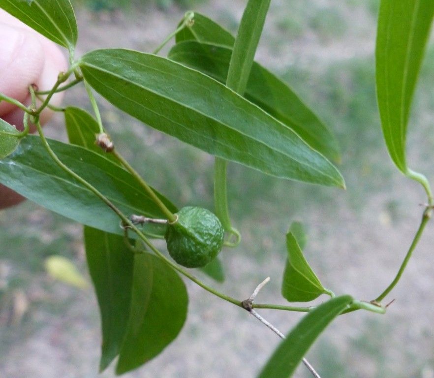 Smilax tetraptera — search result for 'Smilax'