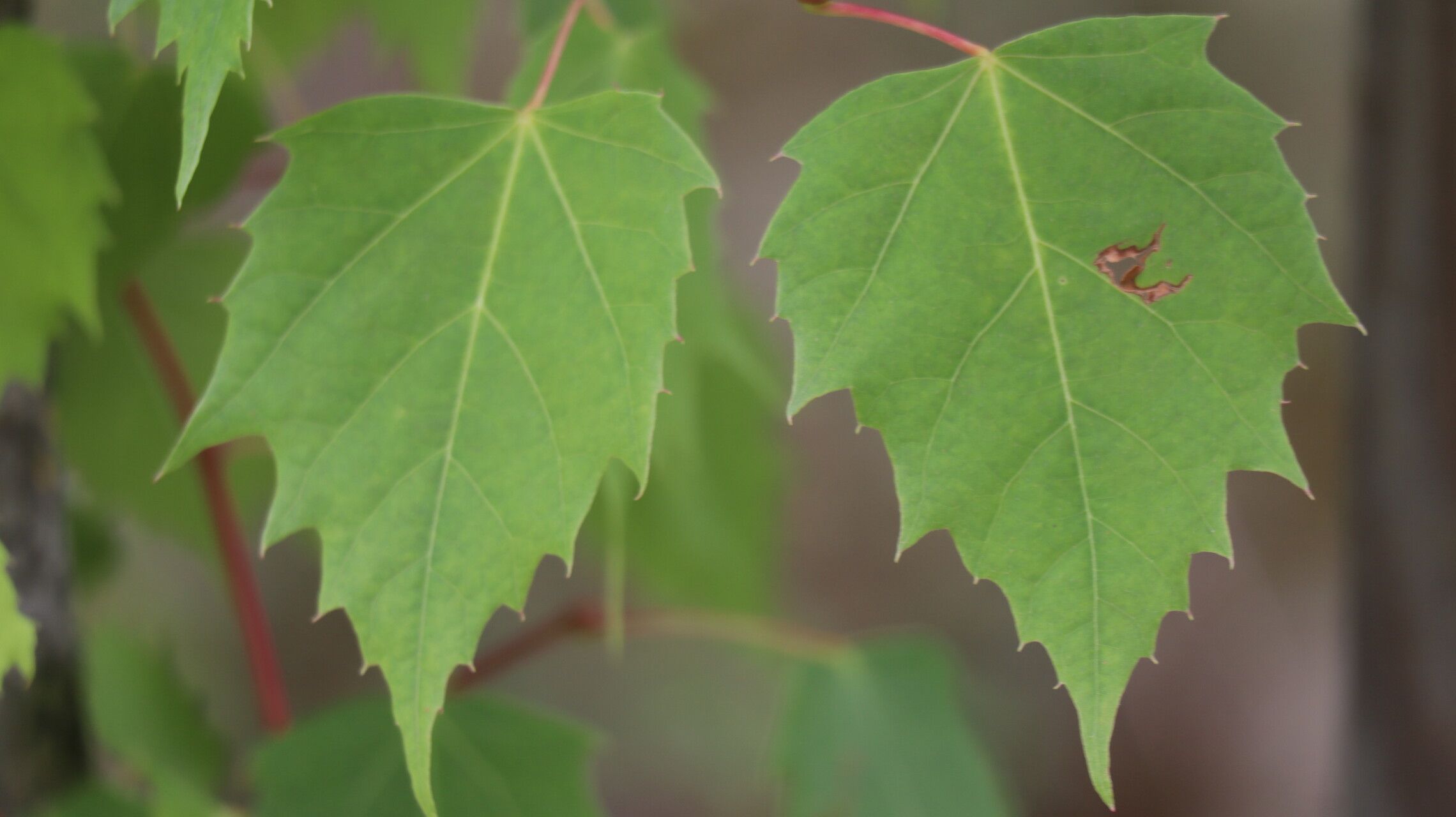 Tilia chingiana — search result for 'Tilia'