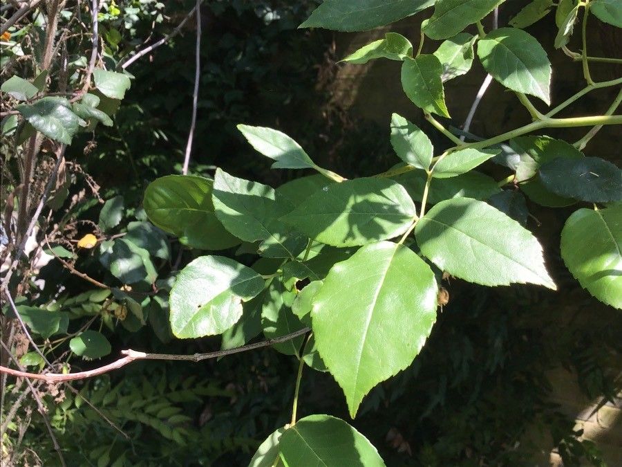 Crinodendron patagua — search result for 'Clethra'