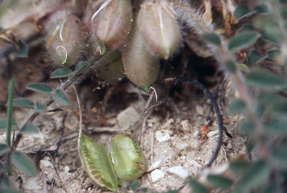 Astragalus caprinus fruit