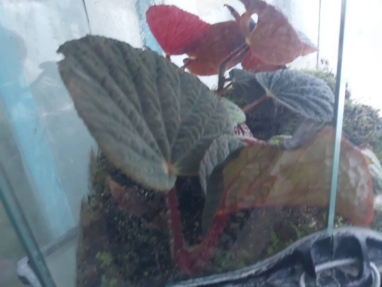 Begonia aketajawensis — houseplant care guide