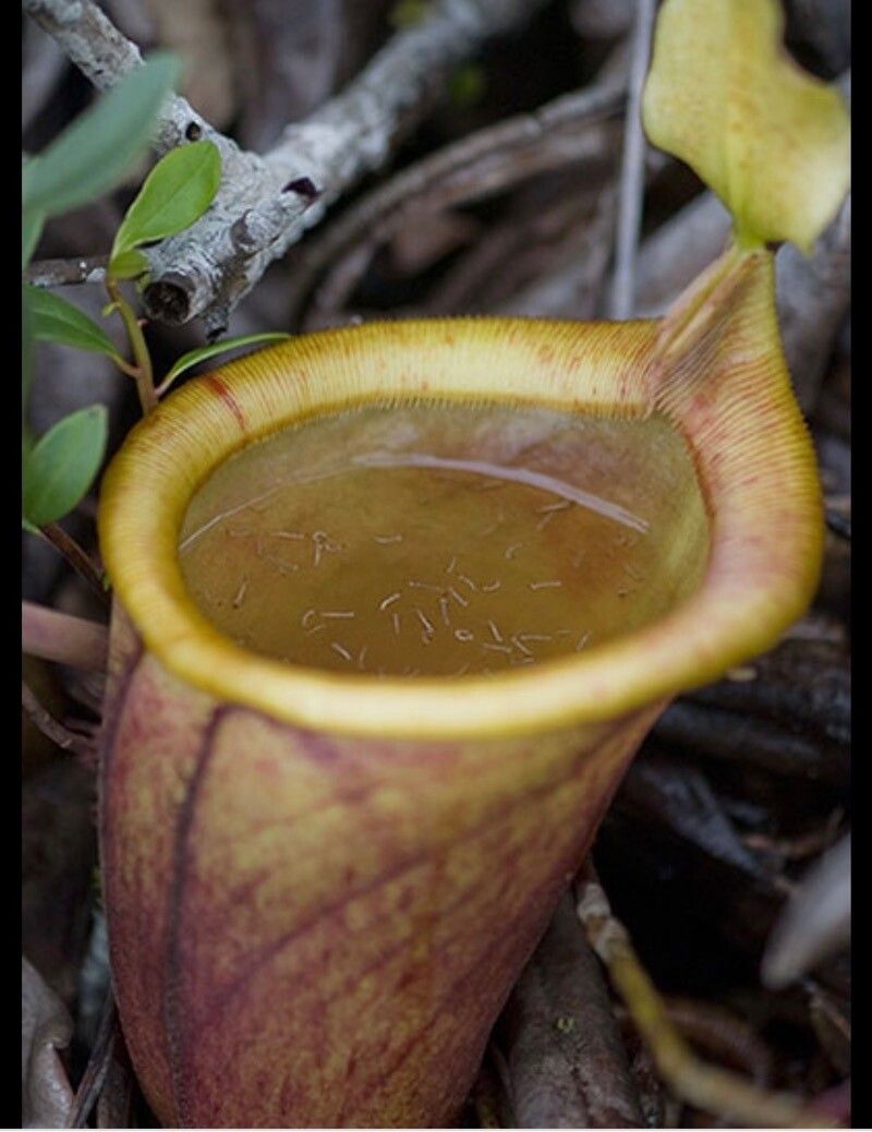 Nepenthes vieillardii leaf
