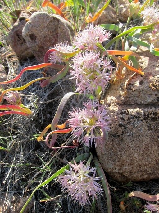 Allium anceps flower