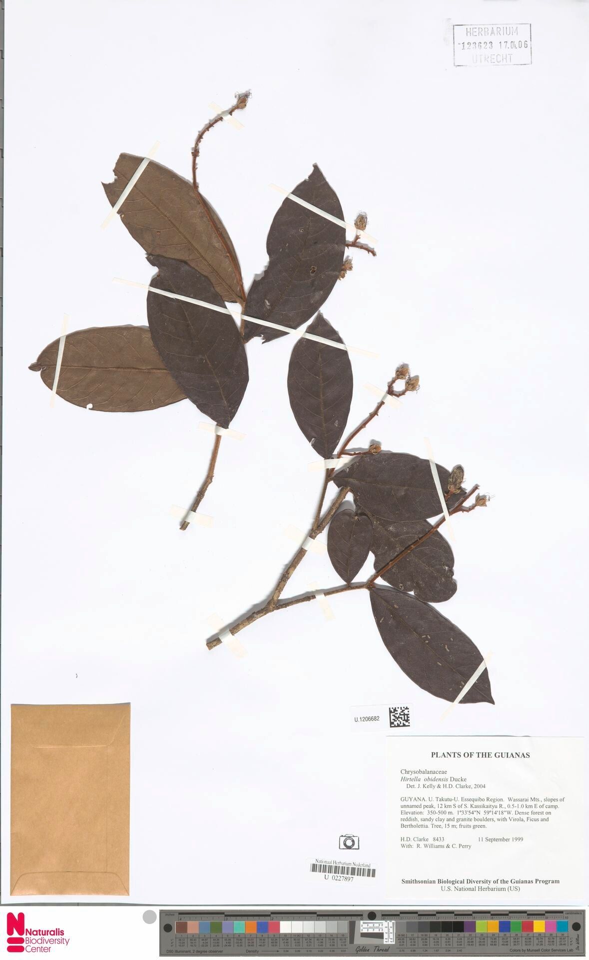 Hirtella obidensis leaf