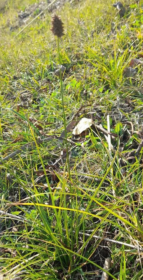 Carex bonariensis habit