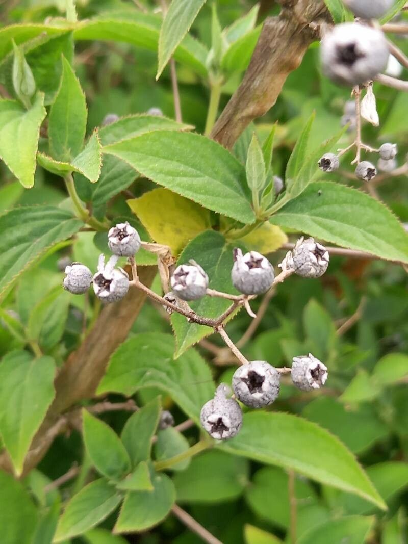 Deutzia setchuenensis fruit