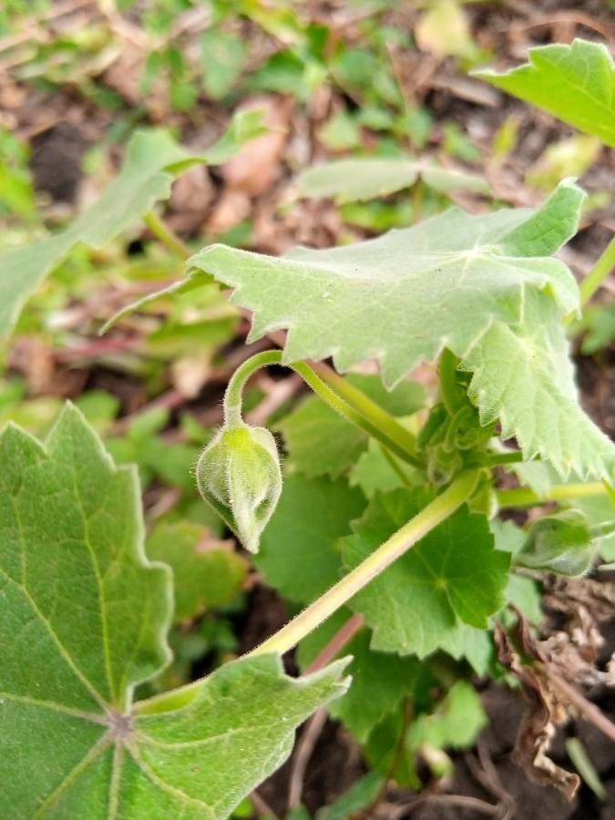 Abutilon hirtum fruit