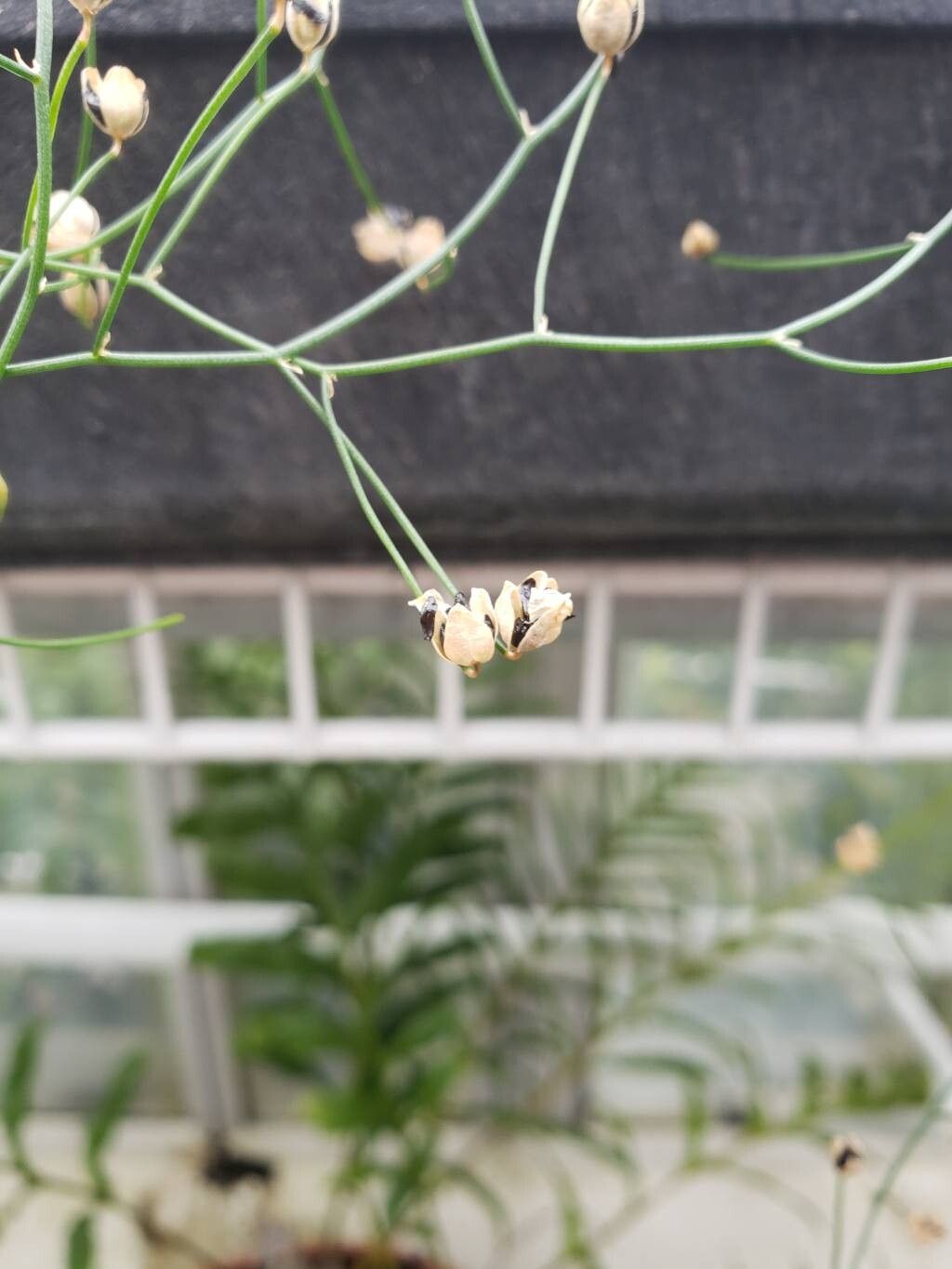 Drimia intricata fruit