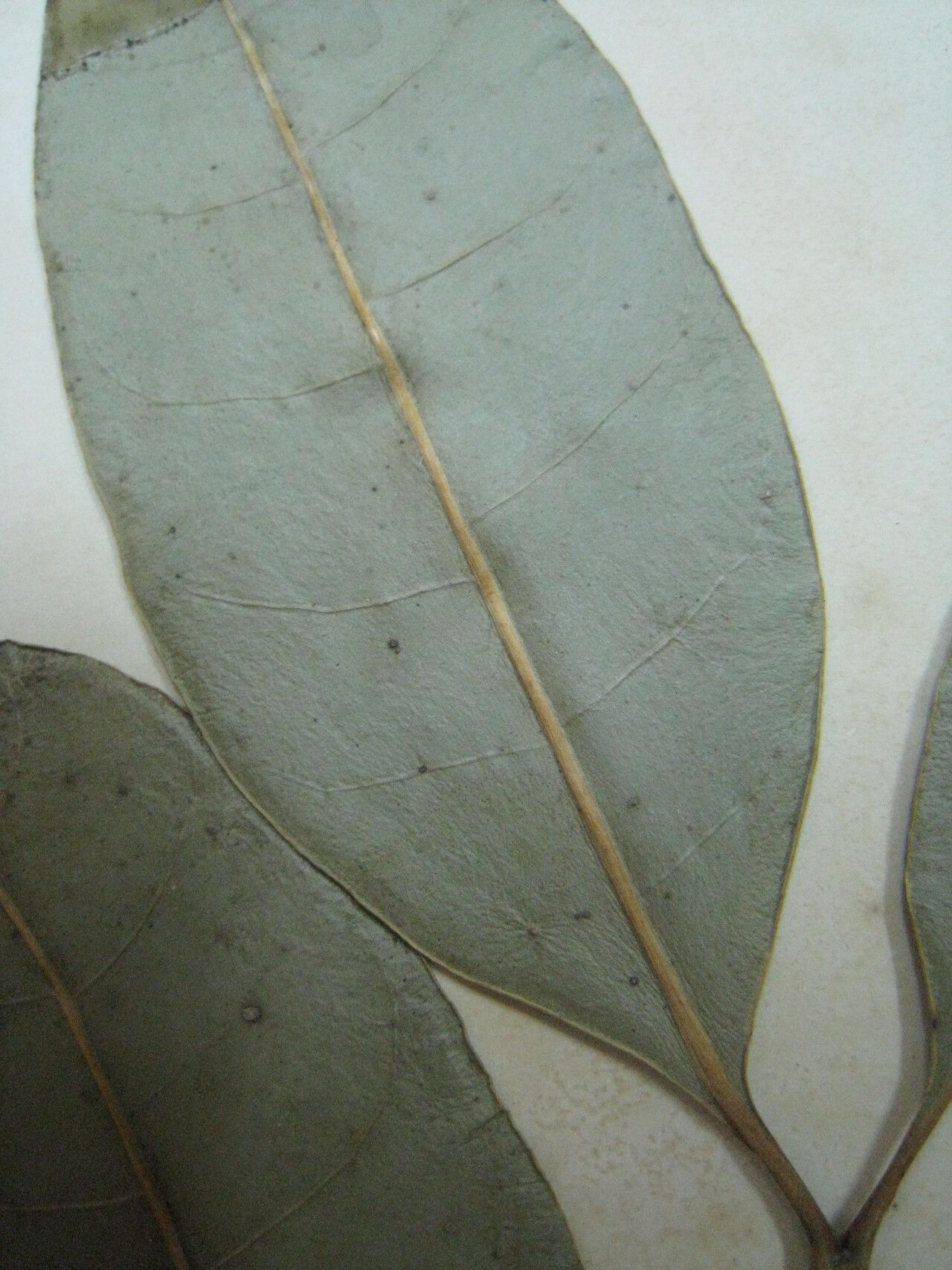 Tabernaemontana attenuata other