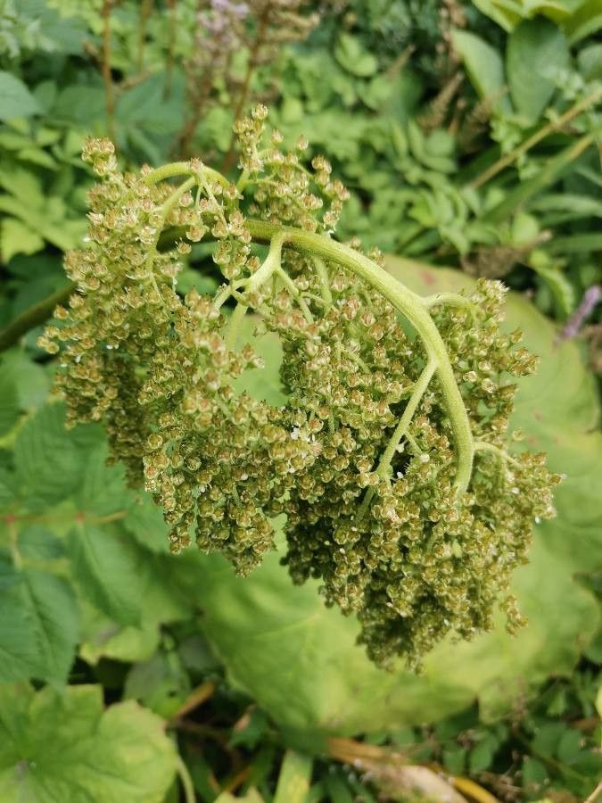 Astilboides tabularis flower