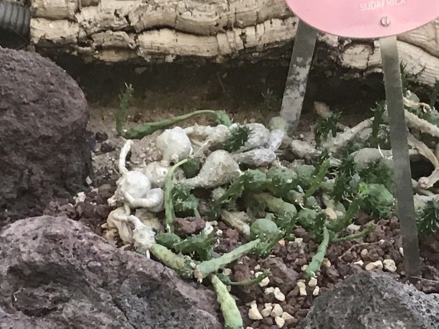 Euphorbia globosa — houseplant care guide