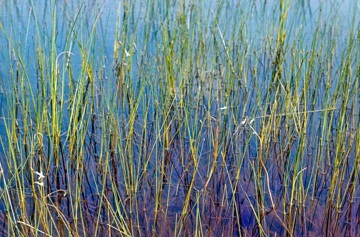 Lobelia dortmanna — search result for 'Lobelia'