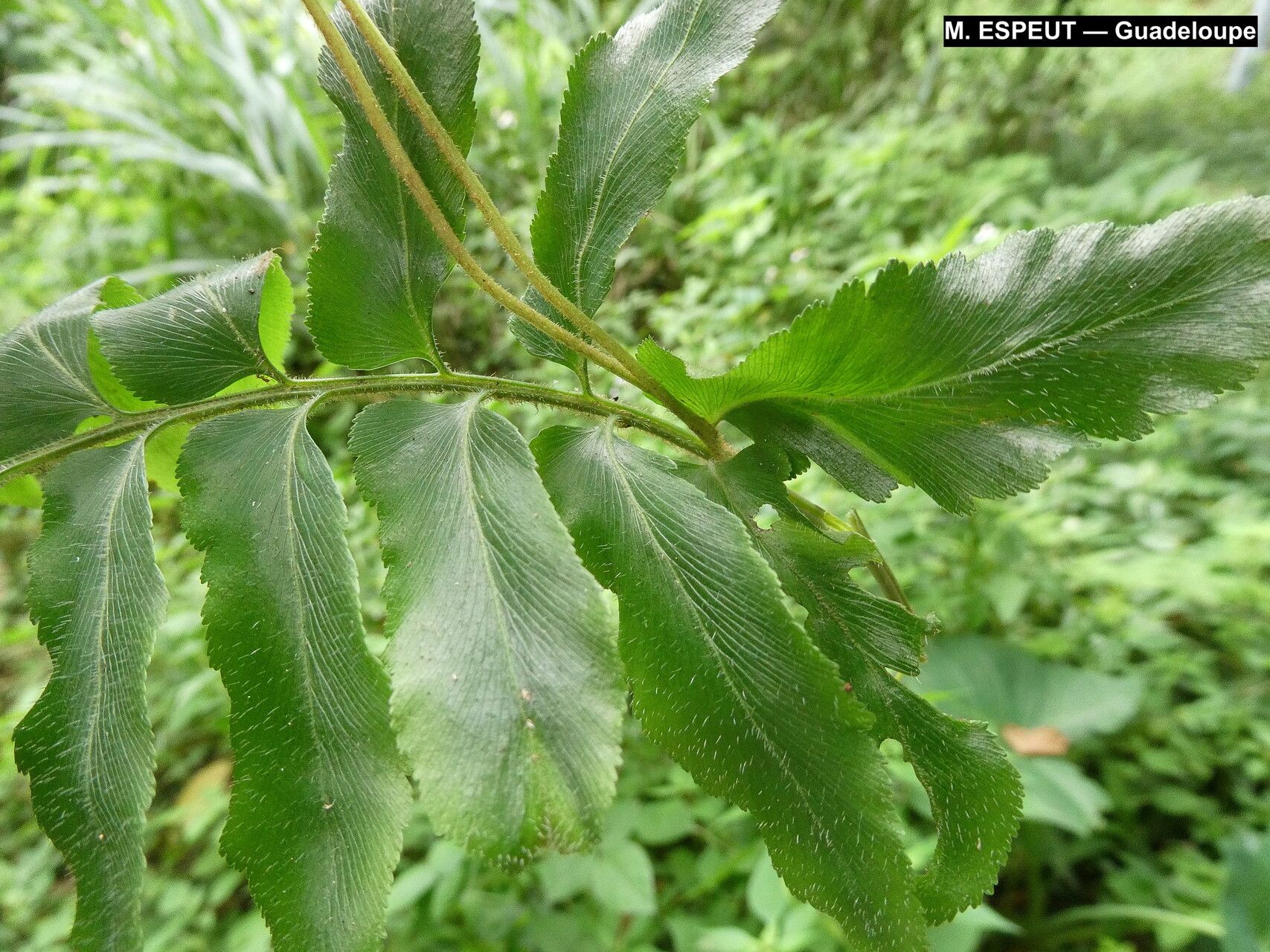 Anemia hirta leaf