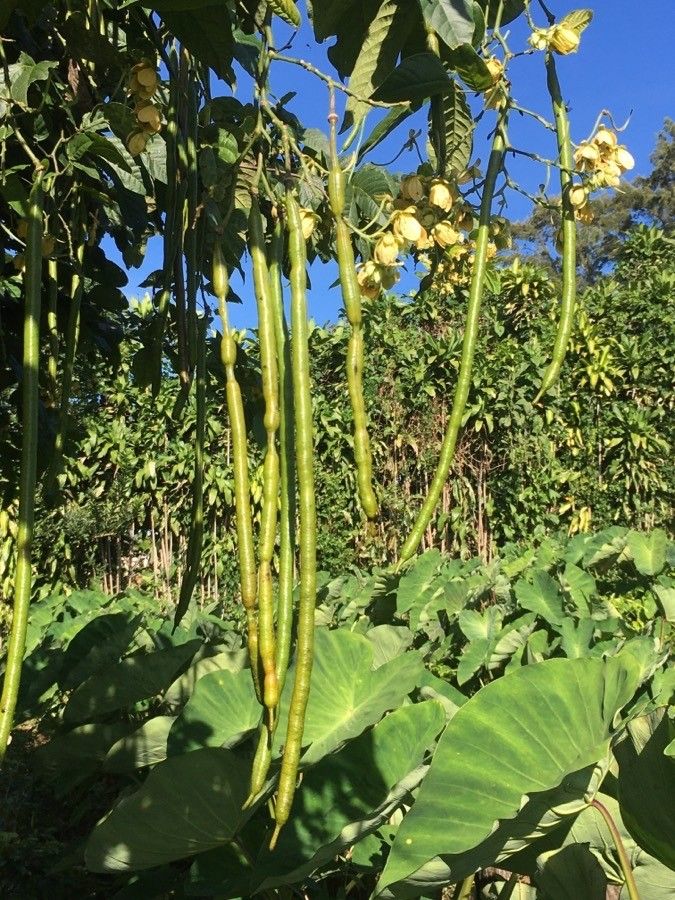 Senna papillosa fruit