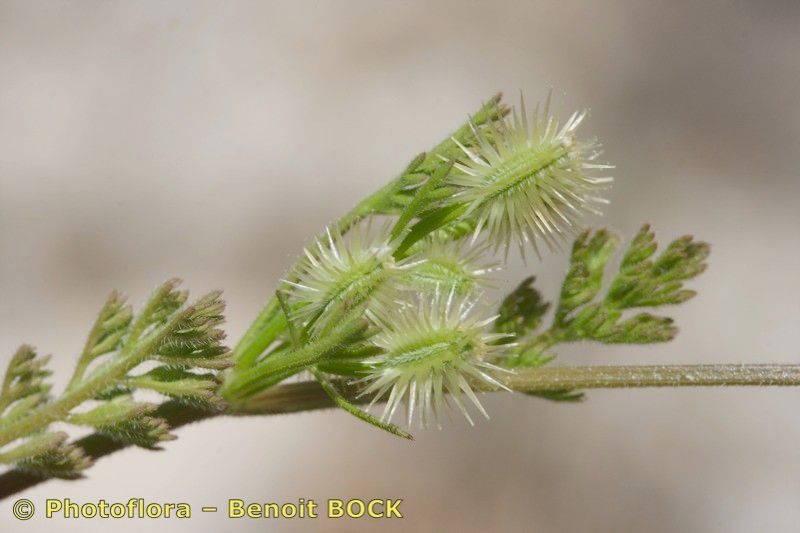 Daucus durieua — related species from the same genus