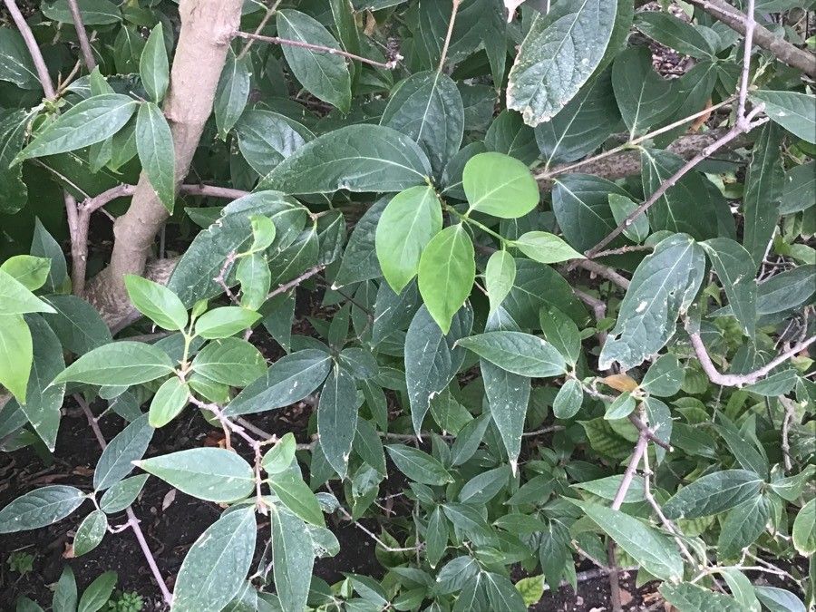 Chimonanthus praecox leaf