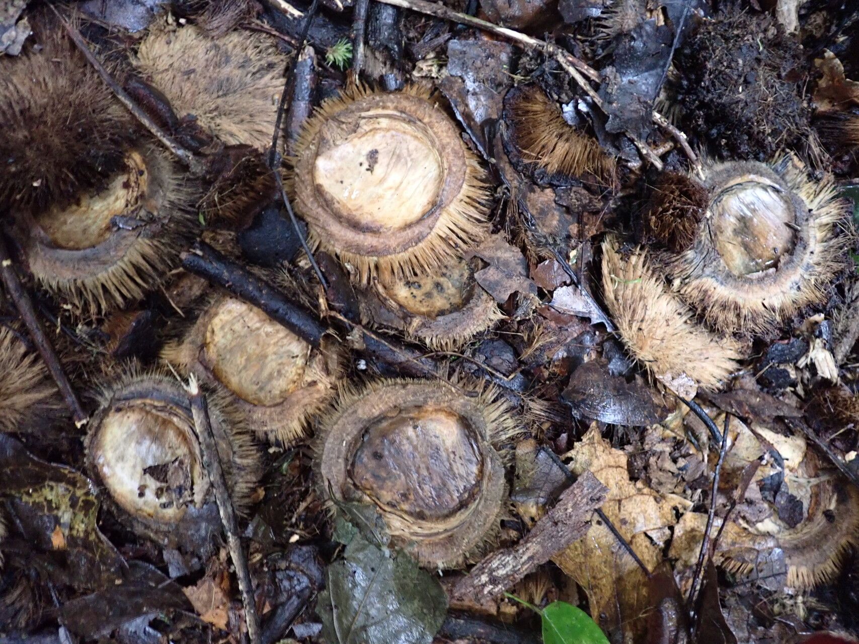 Irvingia robur fruit