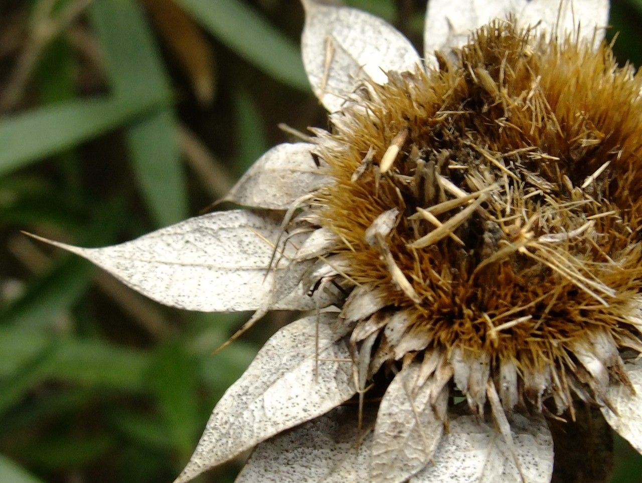 Carlina salicifolia fruit