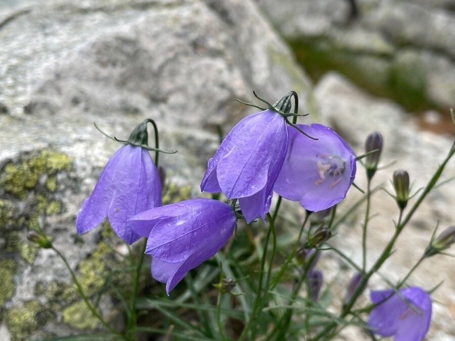 Campanula tatrae — houseplant care guide