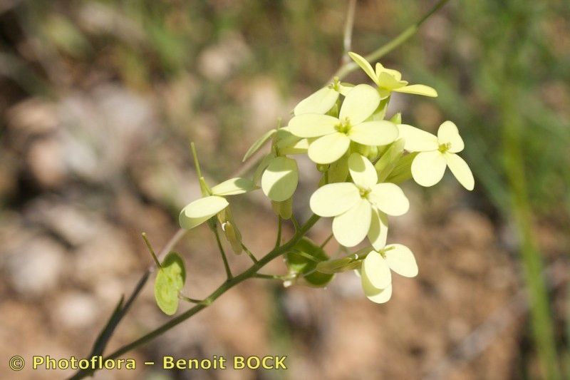 Biscutella variegata flower