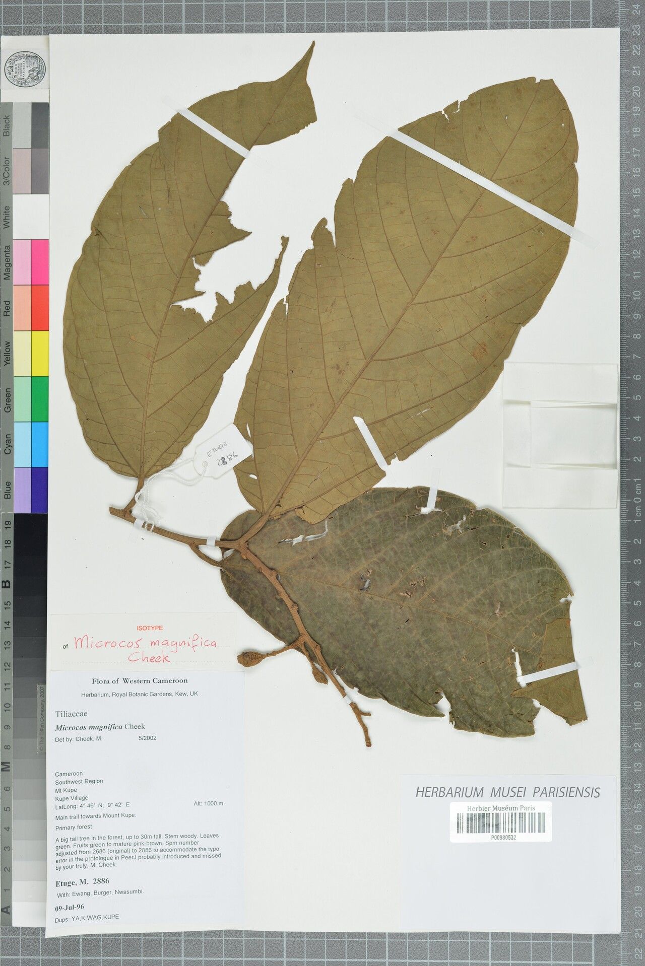 Microcos magnifica — houseplant care guide