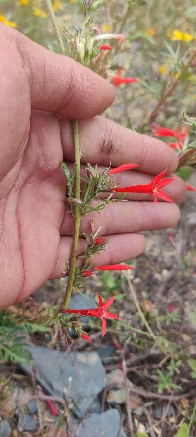 Ipomopsis aggregata fruit
