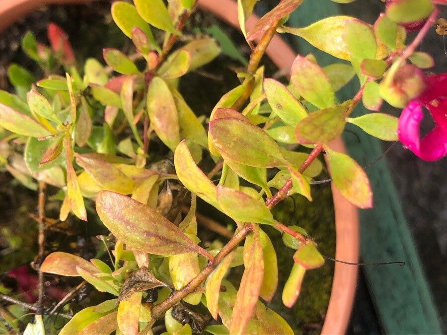 Eremophila oppositifolia — search result for 'Scrophulariaceae'