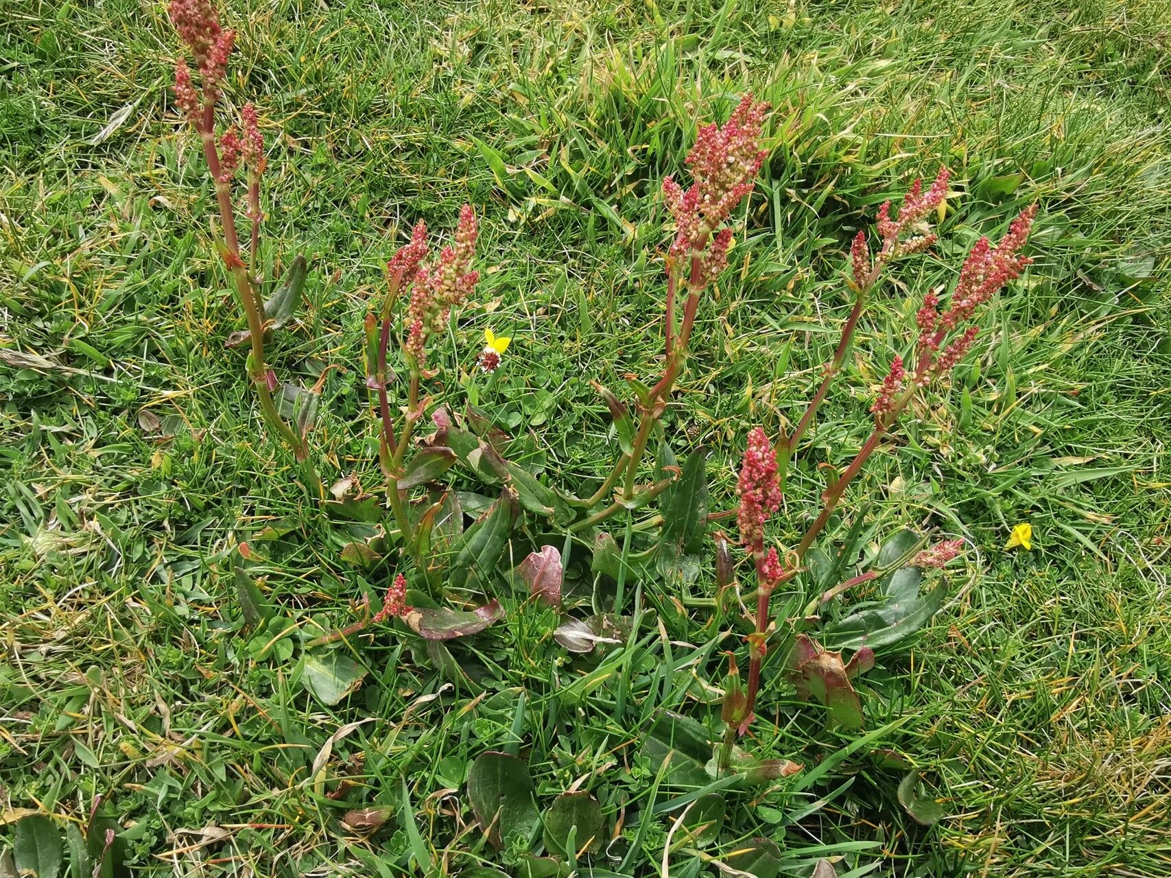Rumex tuberosus — houseplant care guide