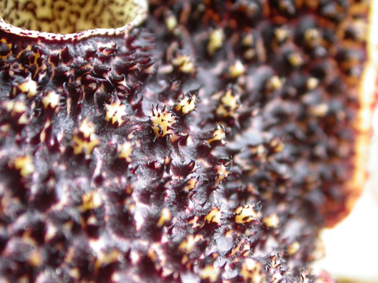 Aristolochia griffithii other