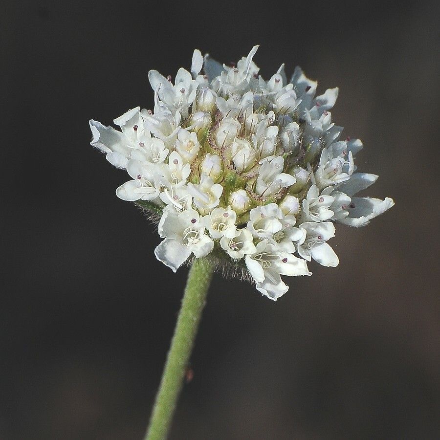 Hymenopappus artemisiifolius flower