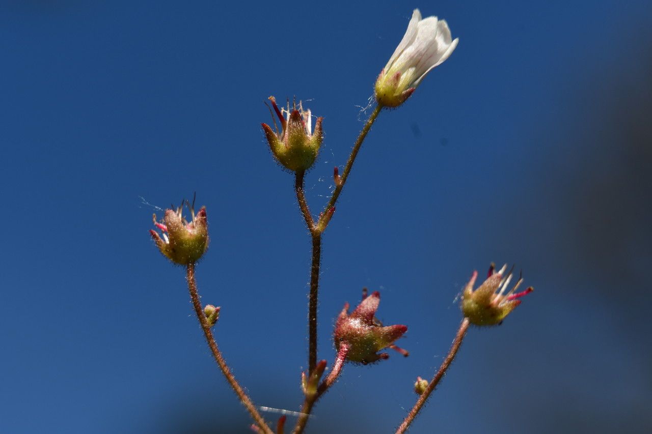 Saxifraga carpetana flower