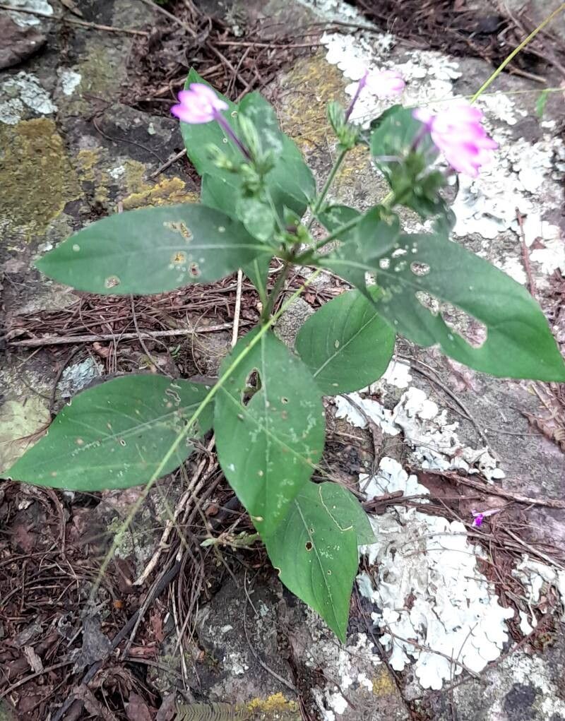 Justicia goudotii habit