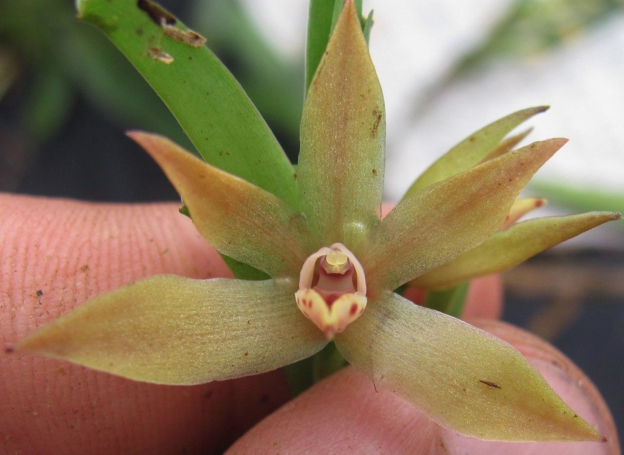 Camaridium nutantiflorum flower