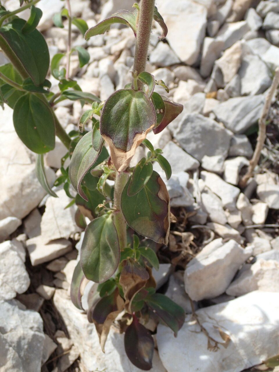 Antirrhinum latifolium — search result for 'Antirrhinum'