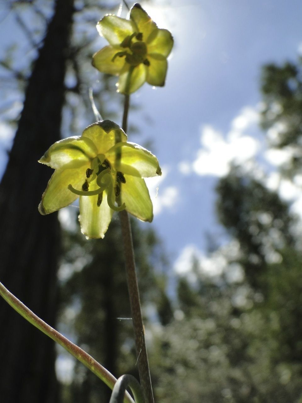 Fritillaria viridea flower