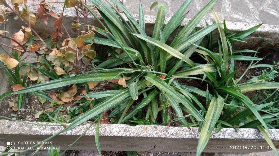 Chlorophytum spp. — search result for 'Chlorophytum'