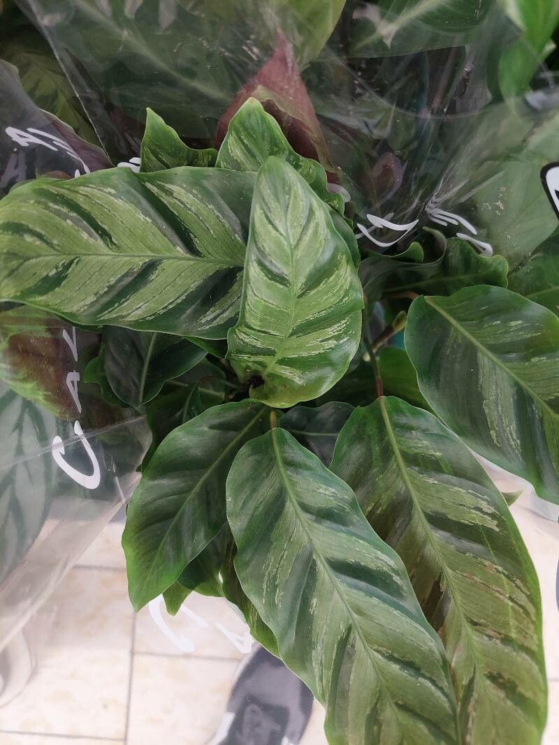 Goeppertia louisae leaf