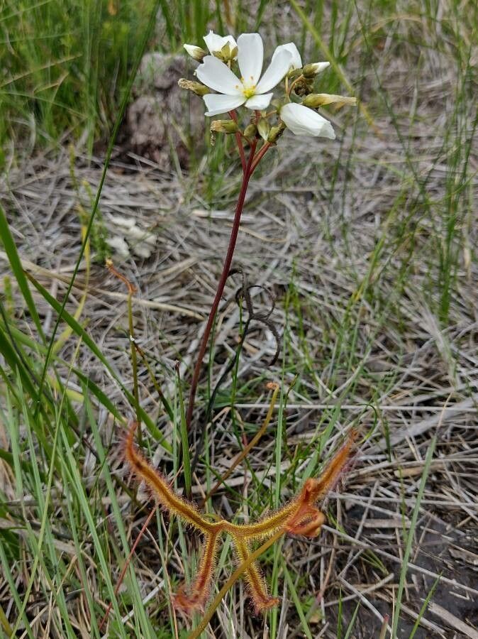 Drosera binata habit