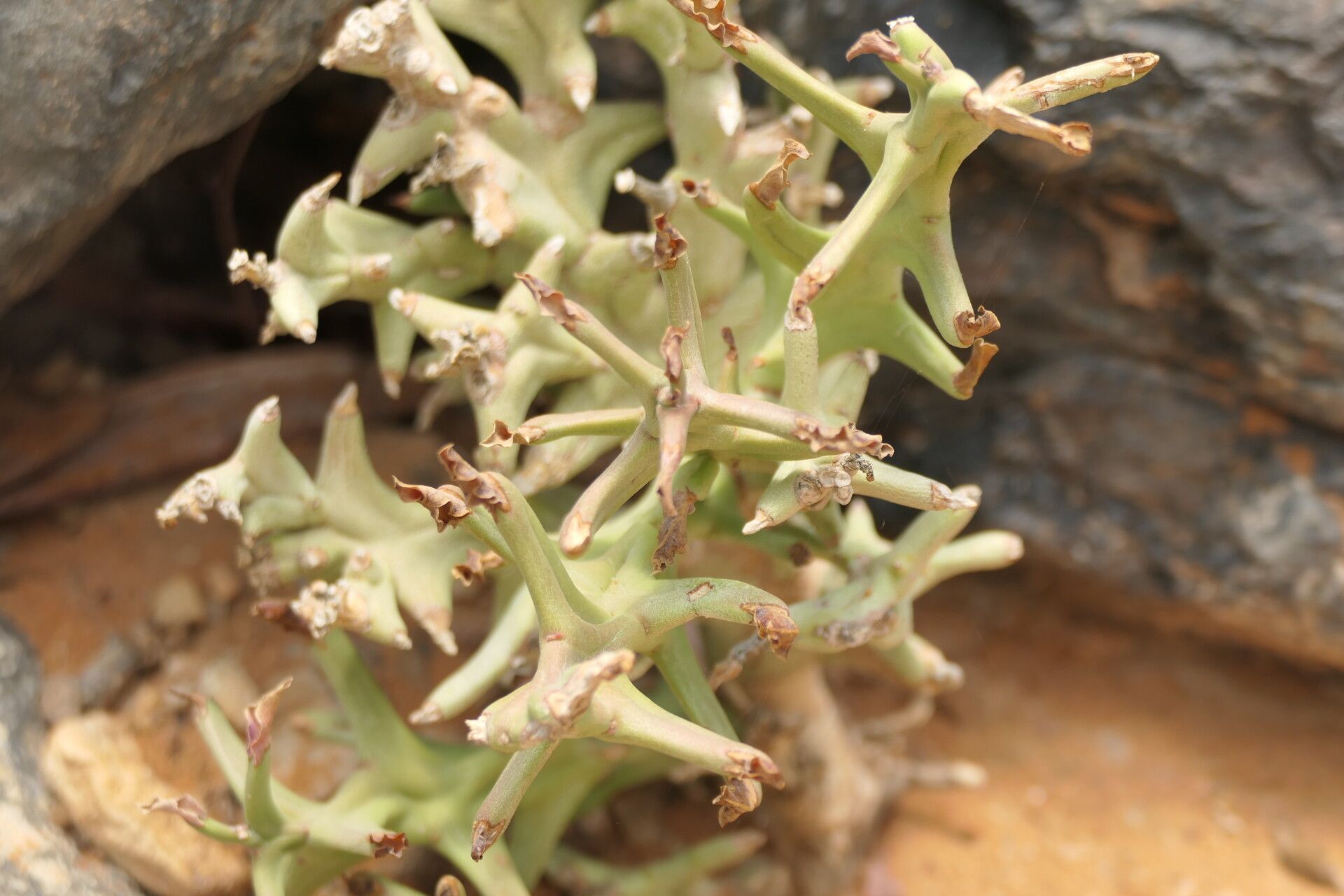 Euphorbia hamata — houseplant care guide