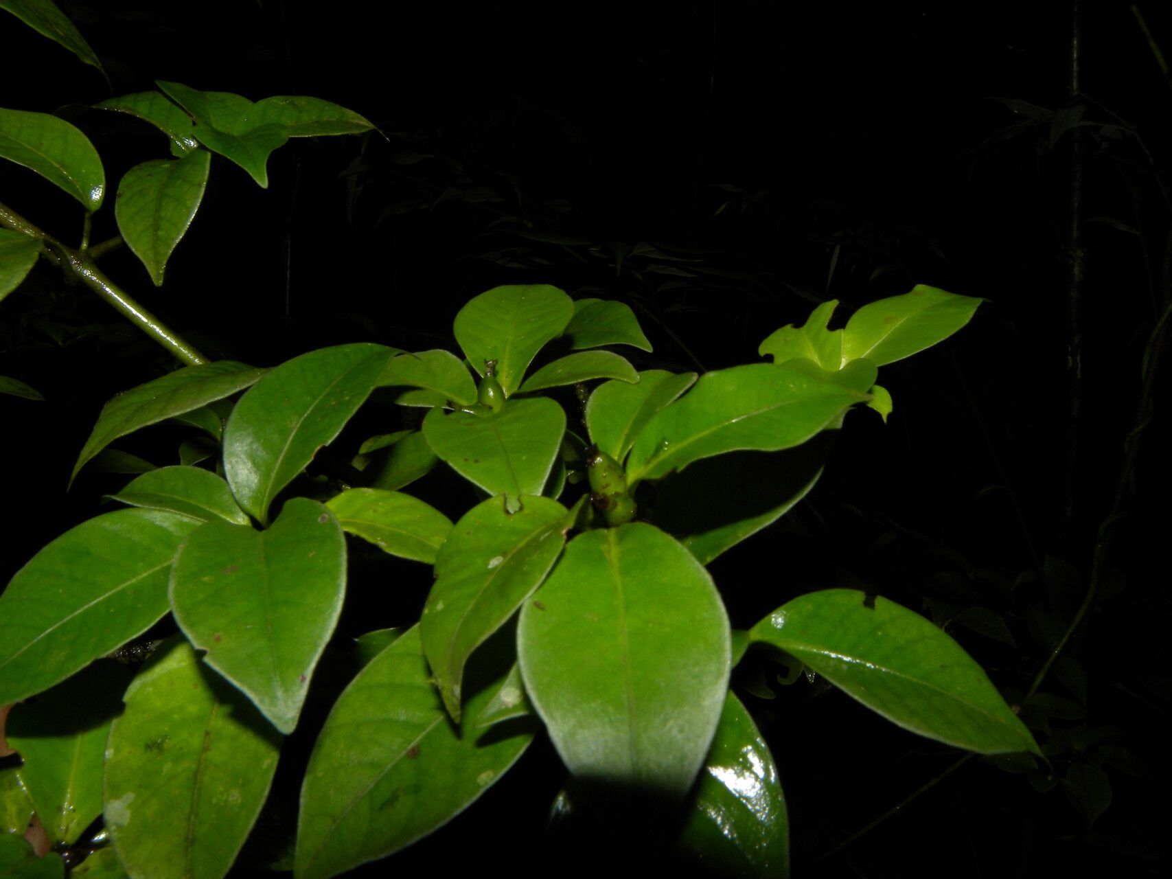 Psychotria parvifolia — houseplant care guide