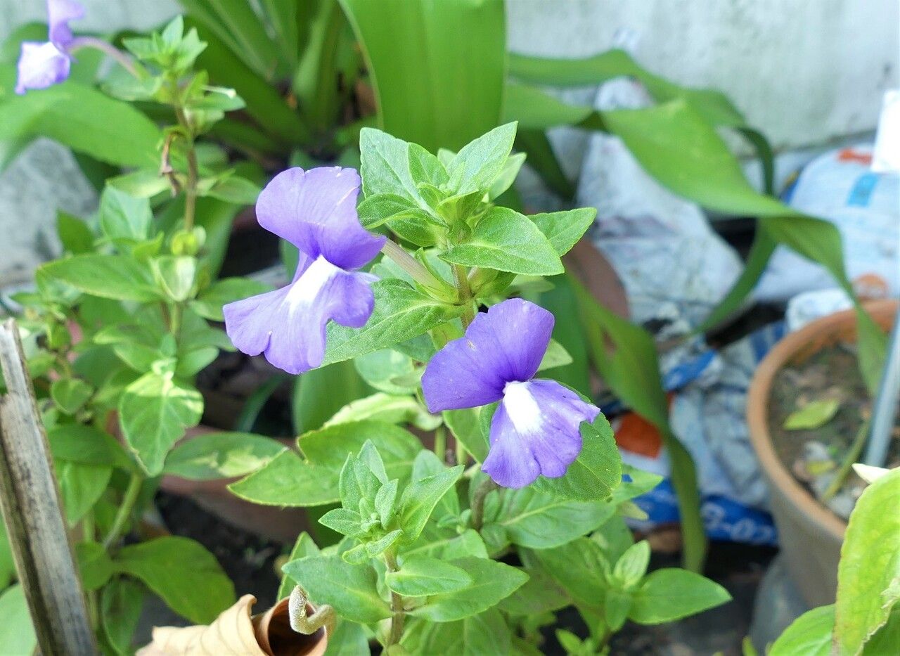 Otacanthus caeruleus flower