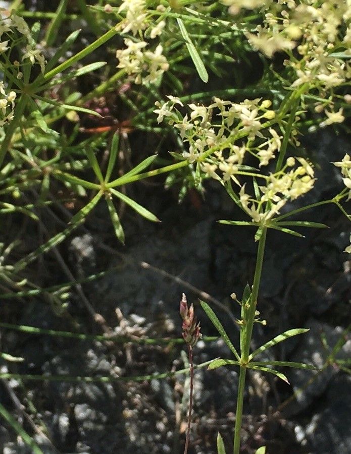 Galium obliquum — houseplant care guide