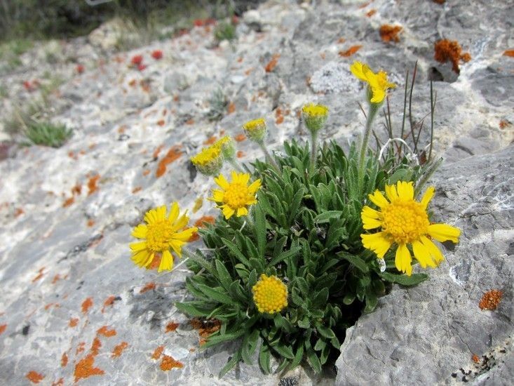 Tetraneuris acaulis habit