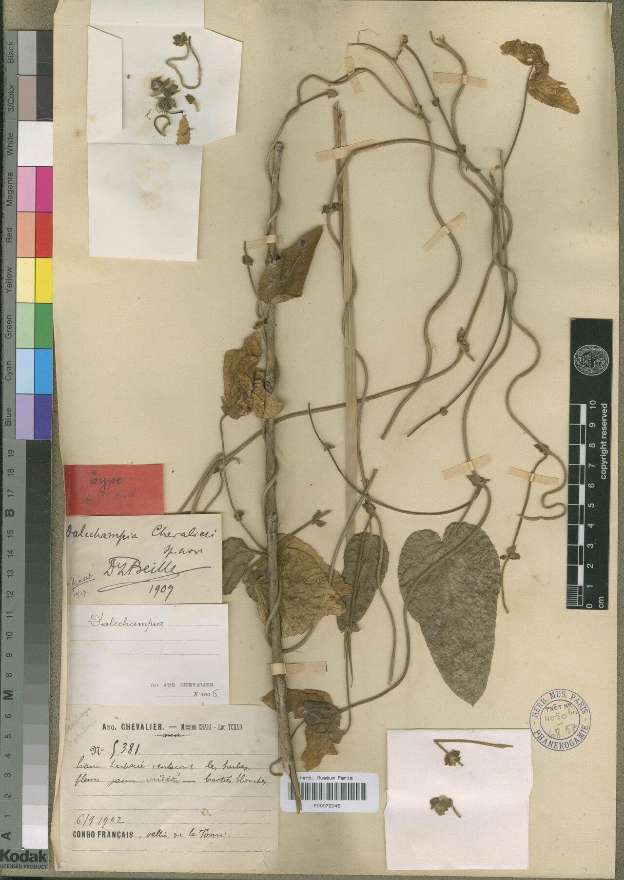 Dalechampia chevalieri — houseplant care guide