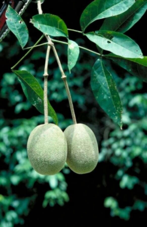 Crateva religiosa fruit