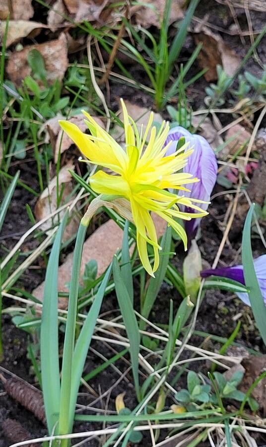 Narcissus spp. habit