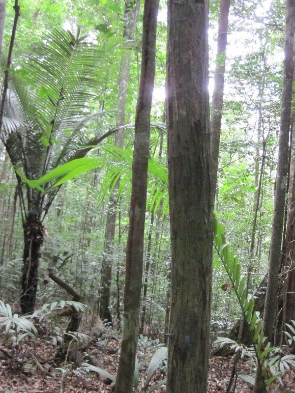 Unonopsis rufescens habit