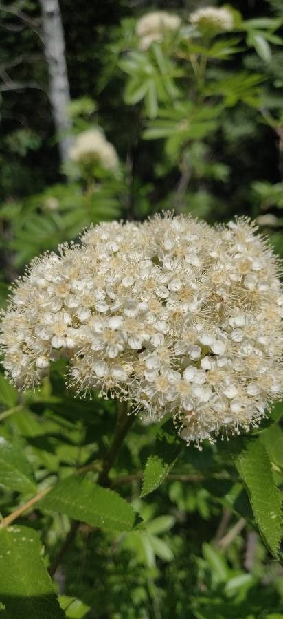 Sorbus scopulina flower